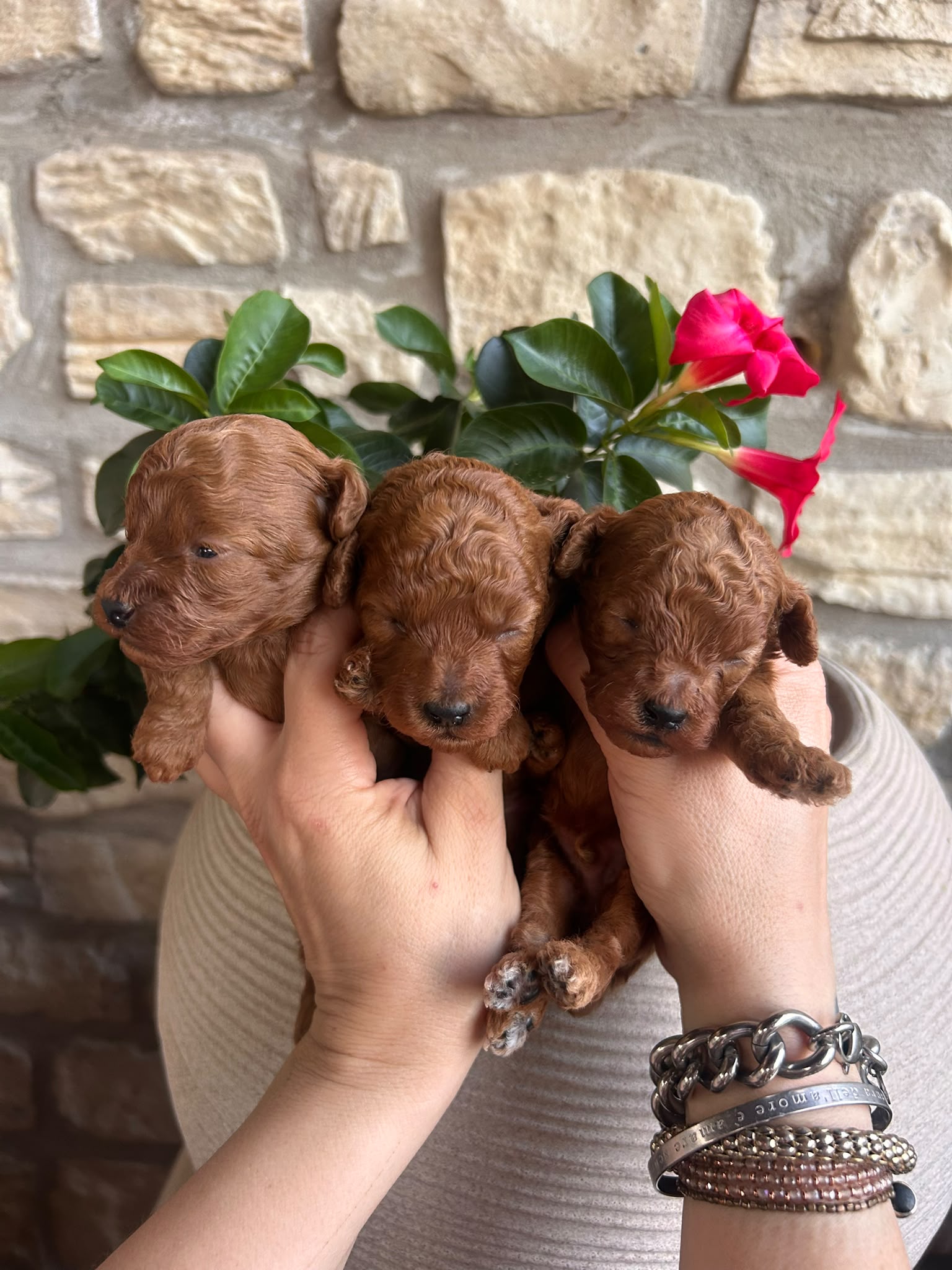Tre cuccioli di barboncino toy fulvi, figli di Lotus e Alethea, tenuti in braccio