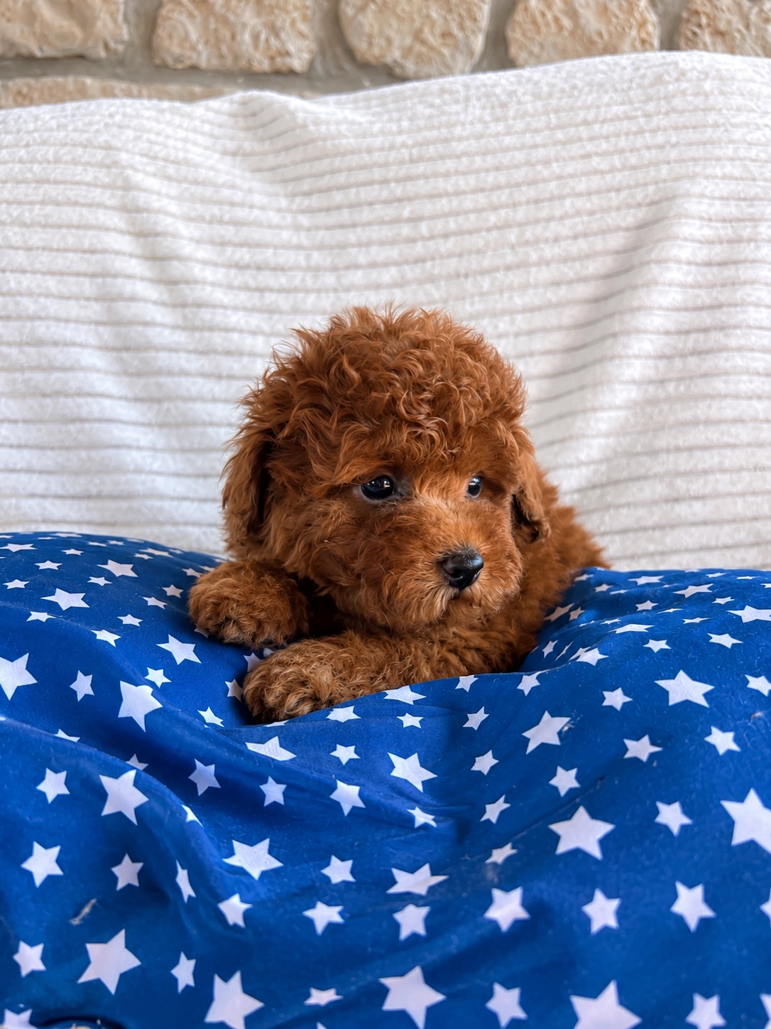 Cucciolo di barboncino toy fulvo sdraiato su una coperta a stelle