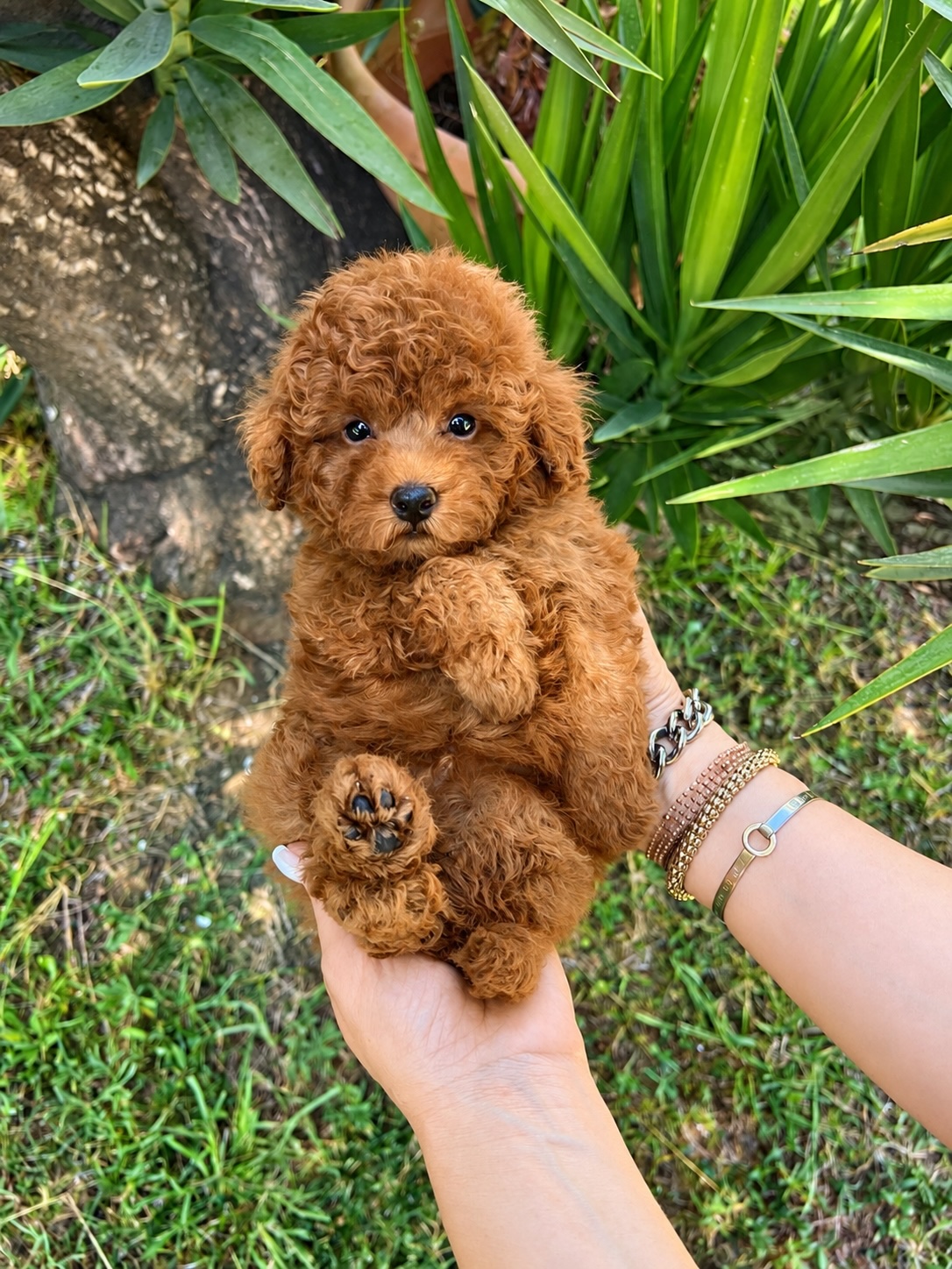 Cucciolo di barboncino toy fulvo tenuto in mano in giardino
