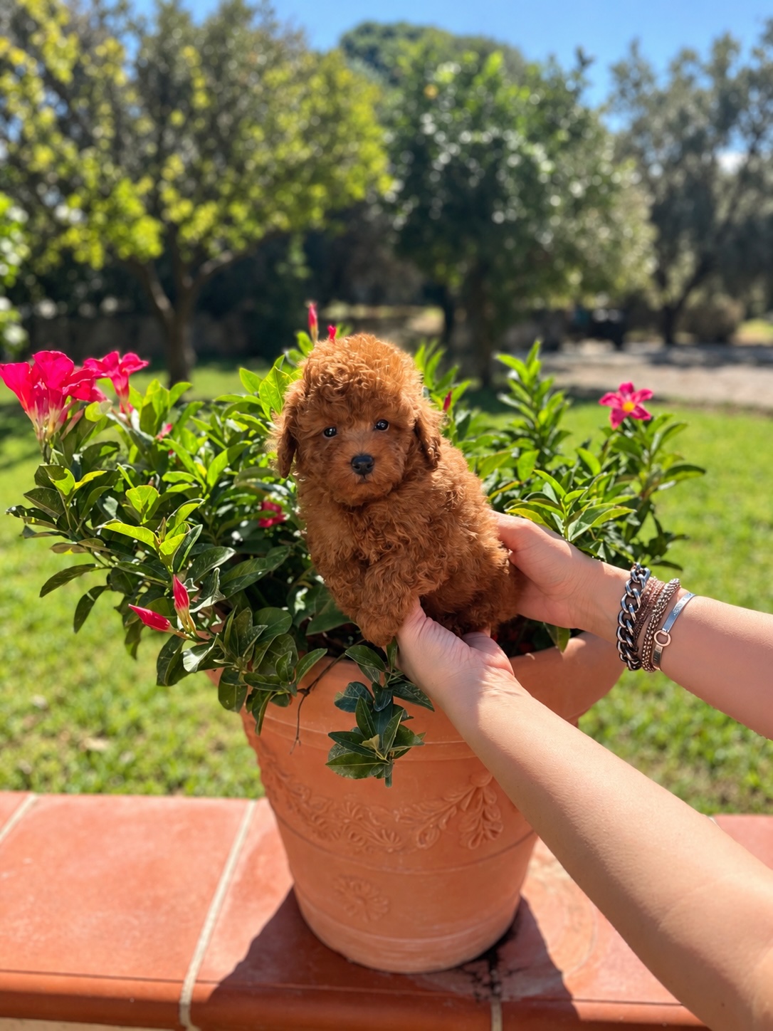 Cucciolo di barboncino toy fulvo seduto in un vaso di fiori in giardino