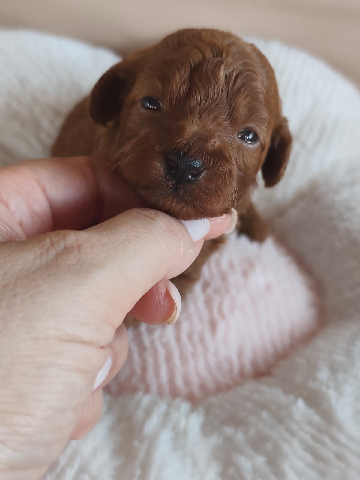 Cucciolo di barboncino toy fulvo, figlio di Lotus e Alethea, primo piano