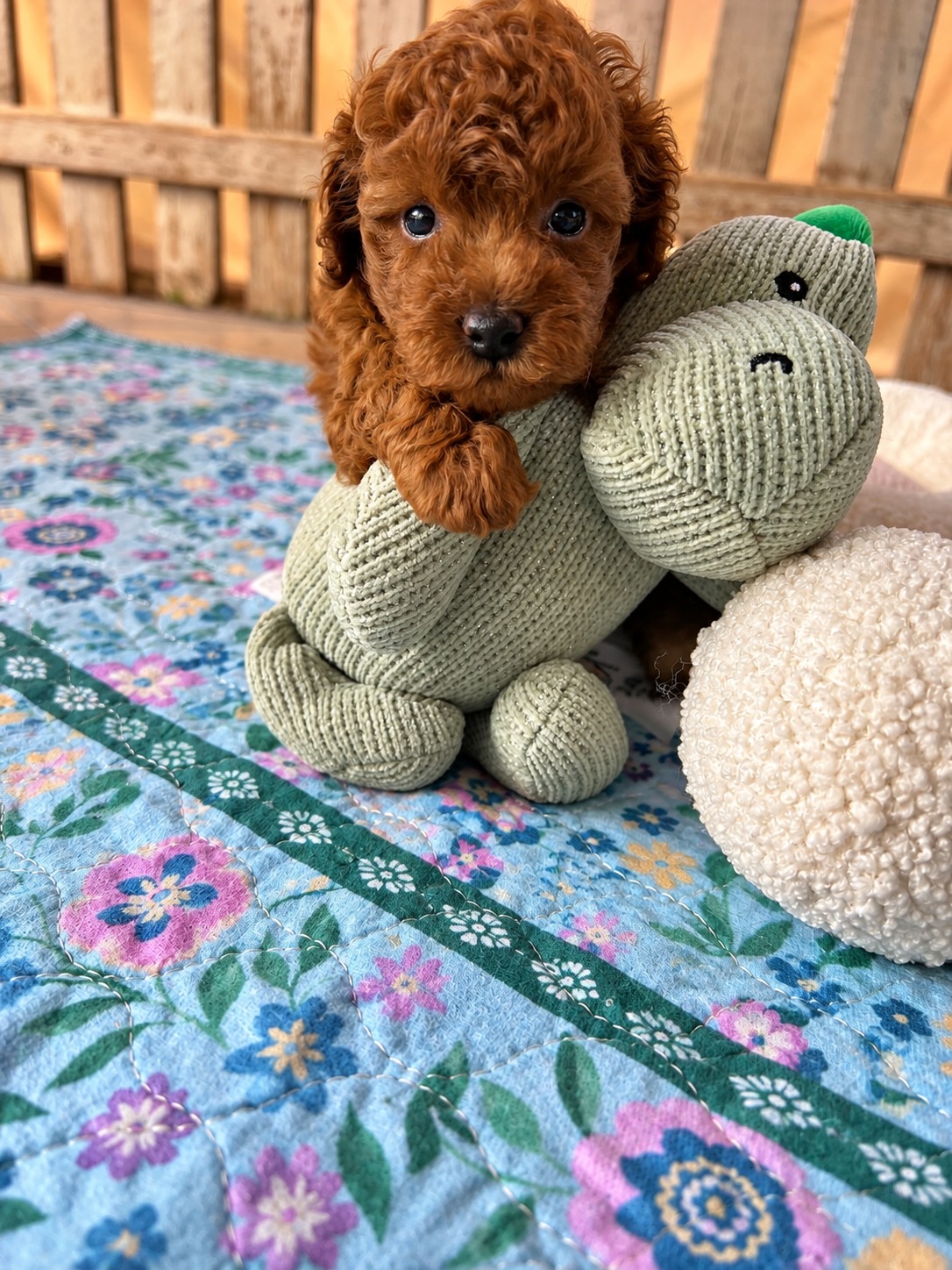 Cucciolo di barboncino toy fulvo, figlio di Lotus e Alethea, appoggiato al suo peluche