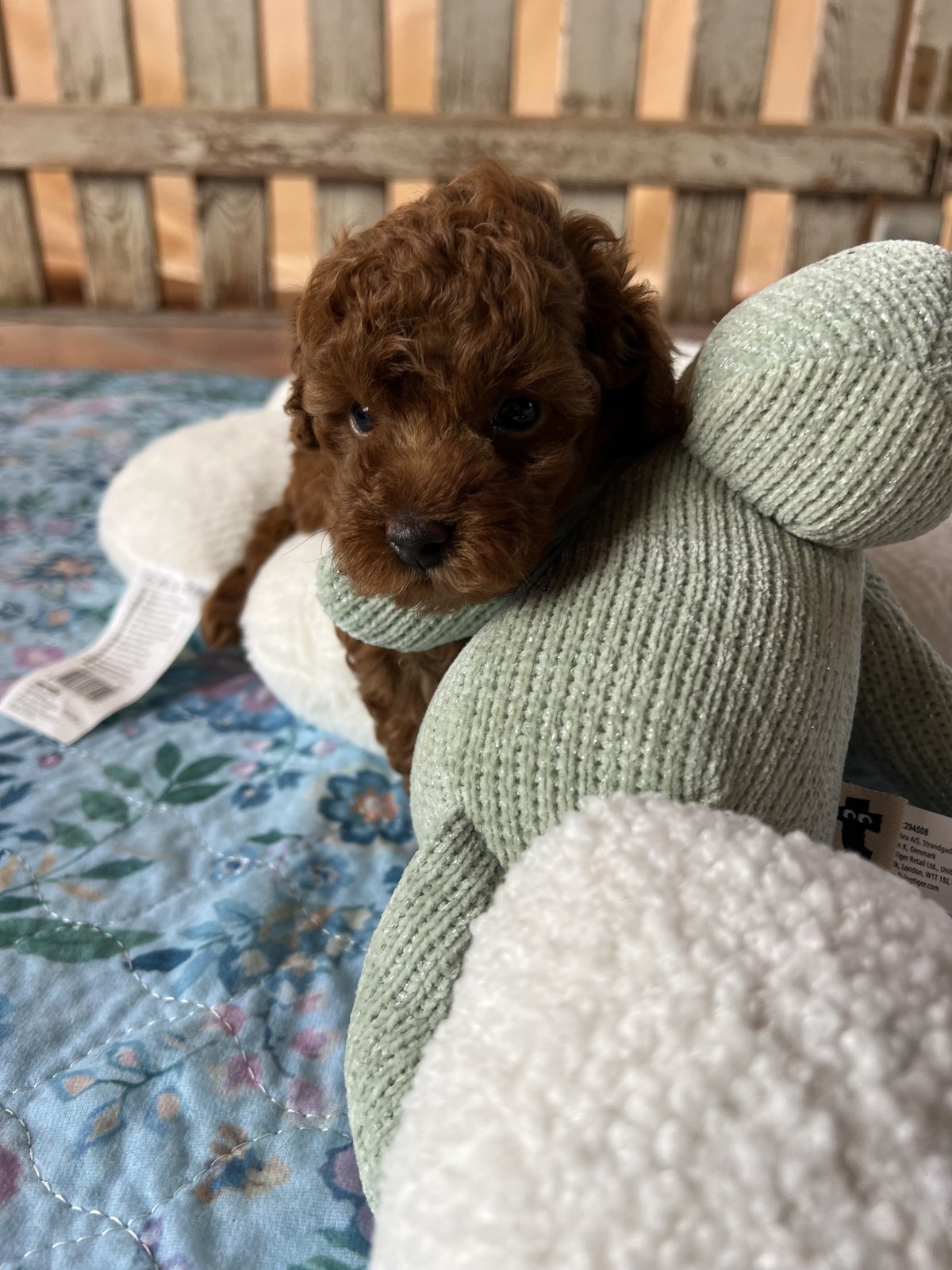 Cucciolo di barboncino toy fulvo, figlio di Lotus e Alethea, accoccolato tra i peluche