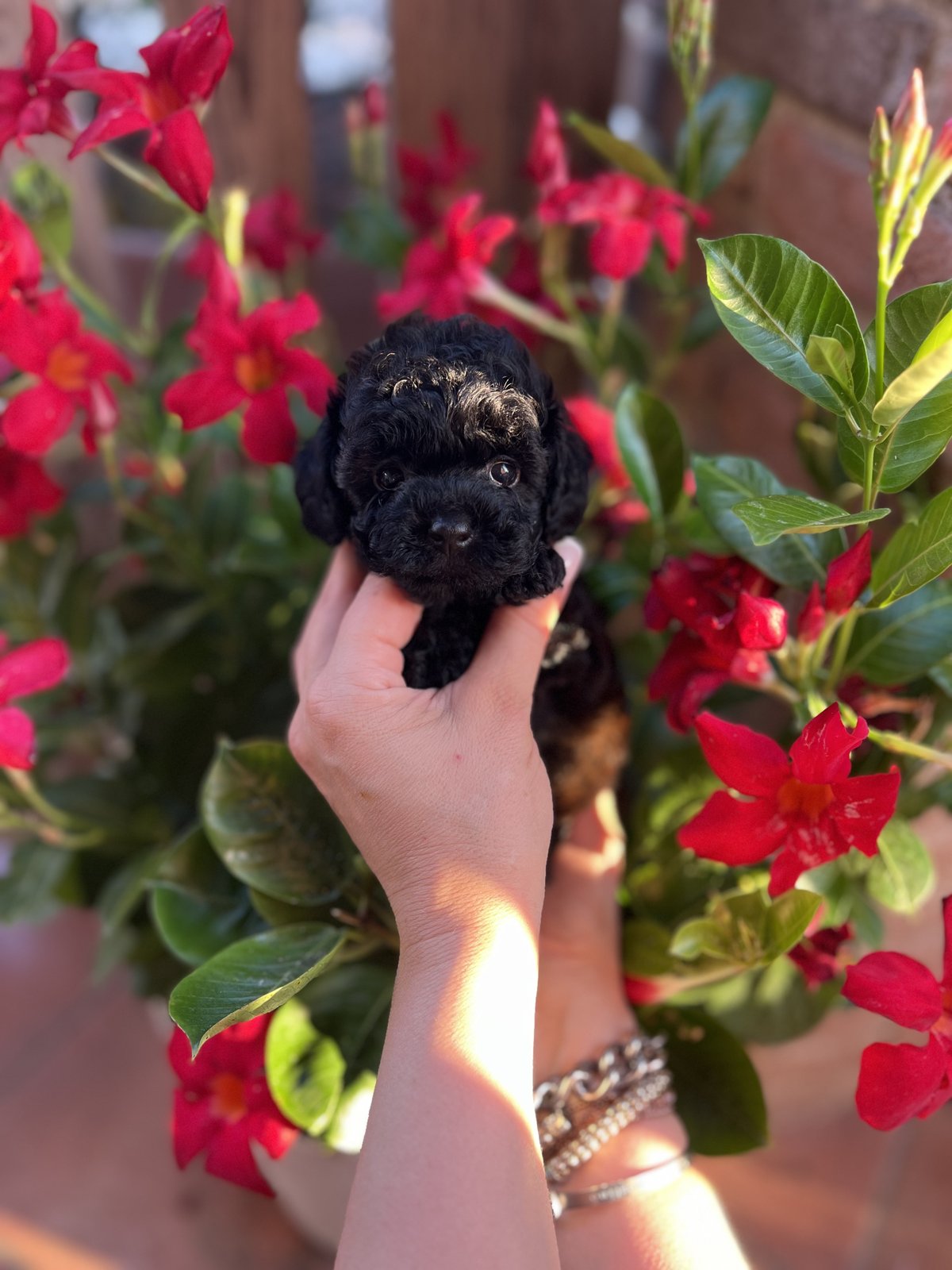 Cucciolo di barboncino toy nero tenuto in mano tra i fiori rossi
