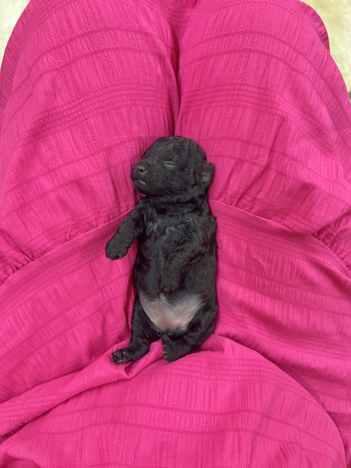 Cucciolo di barboncino toy nero appena nato, addormentato in braccio