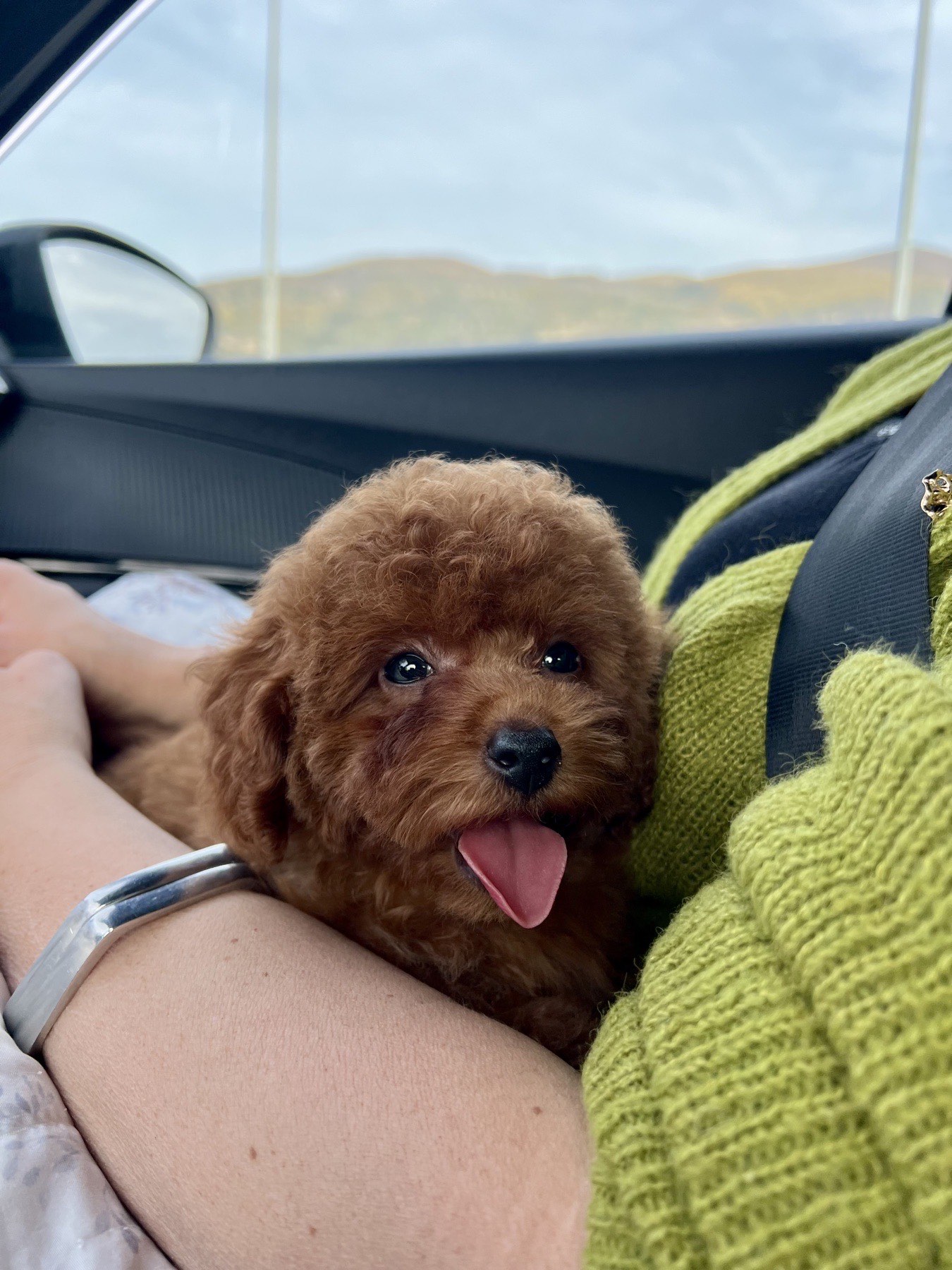 Cucciolo di barboncino toy in viaggio verso la sua nuova casa