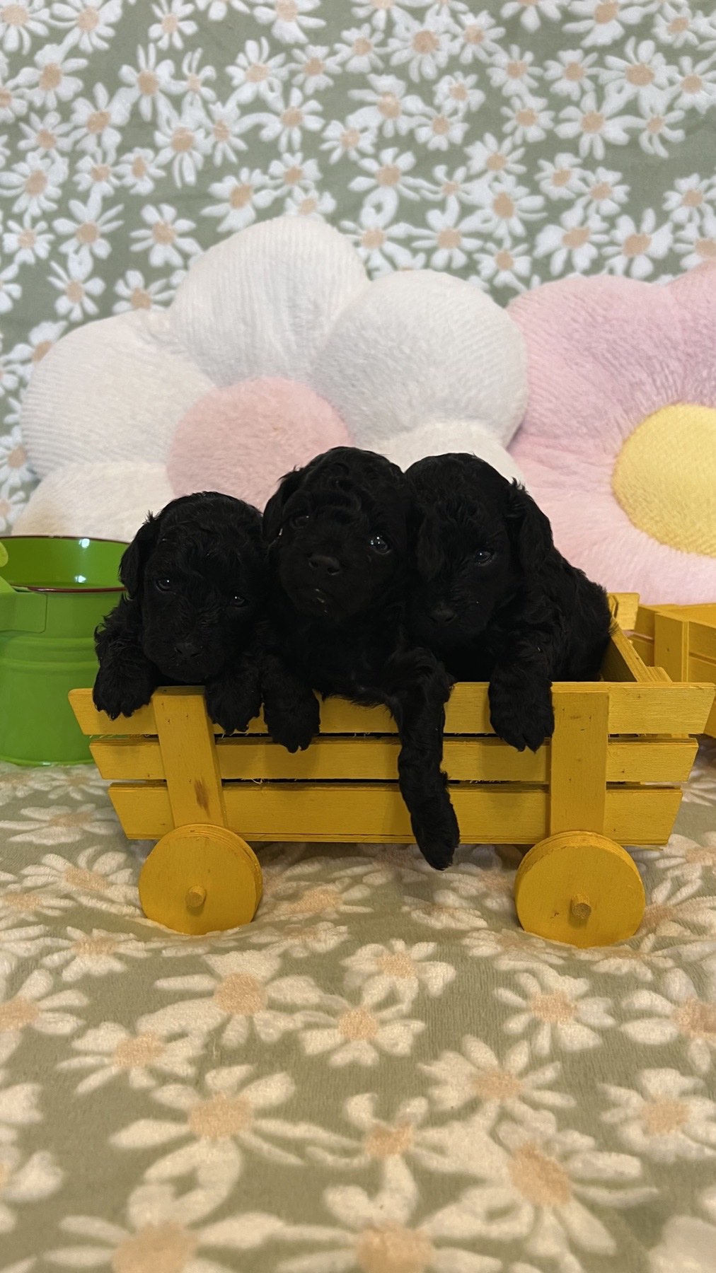 Cucciolata di barboncini toy neri nel carretto giallo