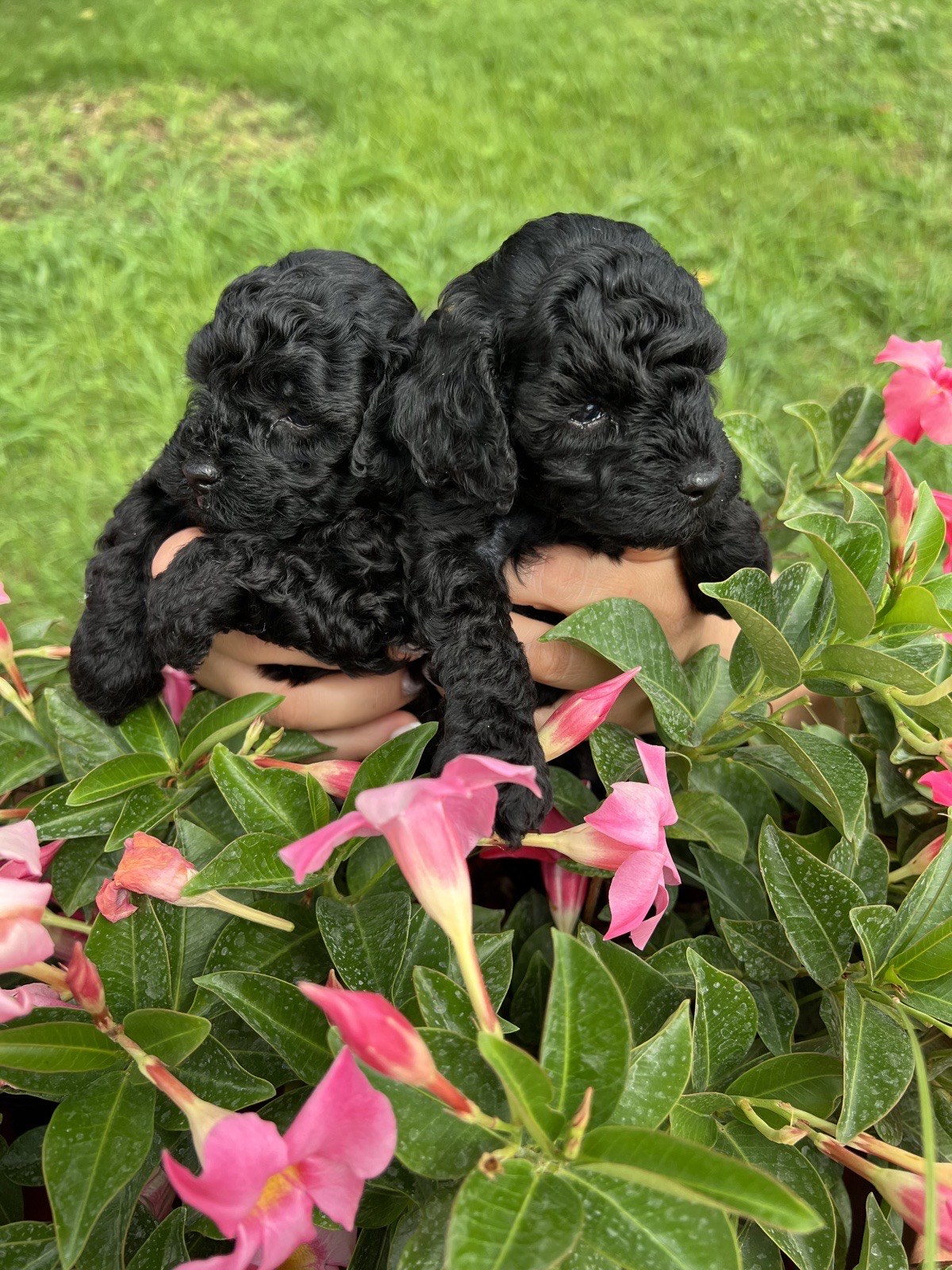 Due cuccioli di barboncino toy neri tra i fiori