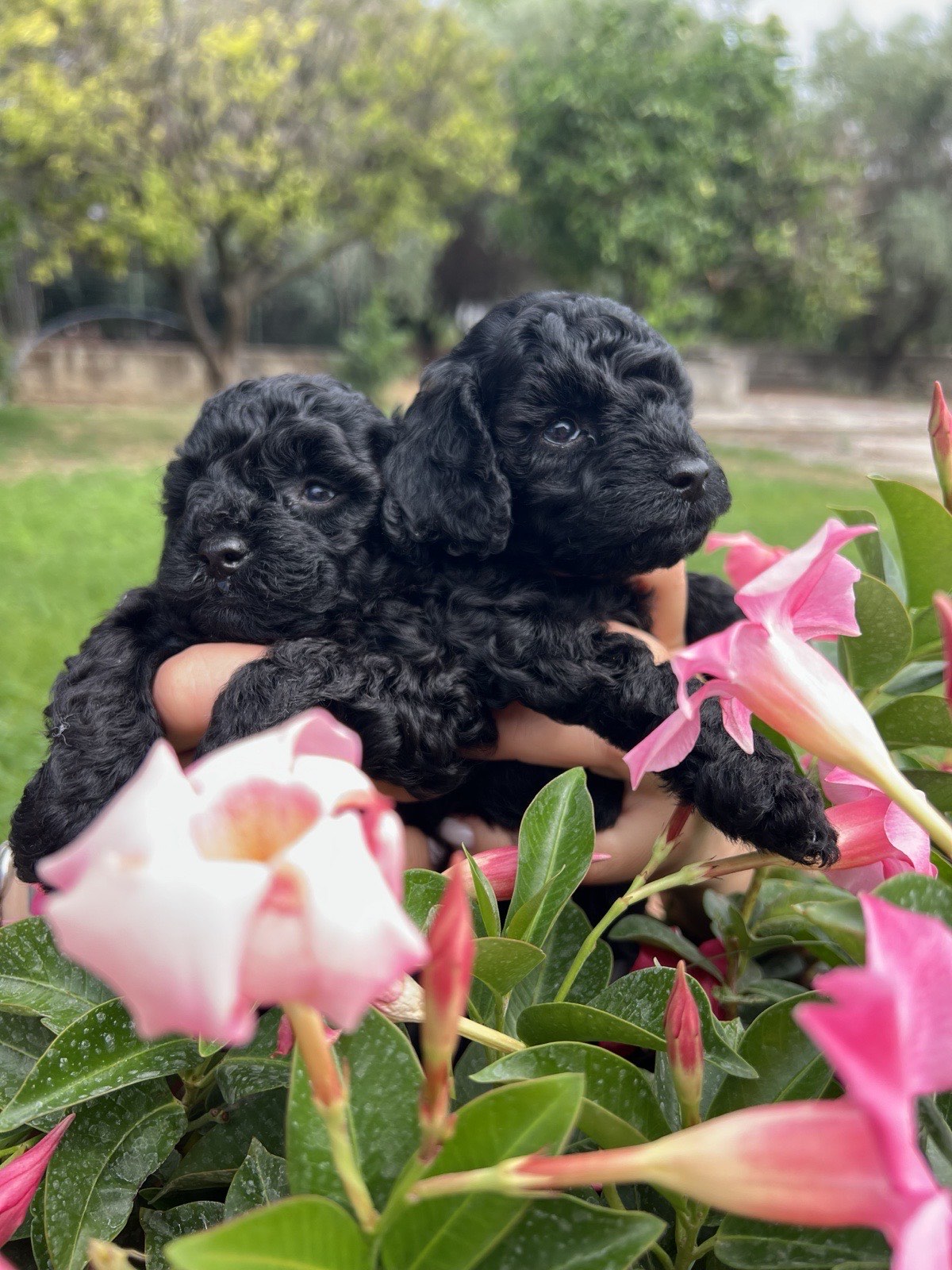 Due cuccioli di barboncino toy neri, Eros e Matilde, tra i fiori