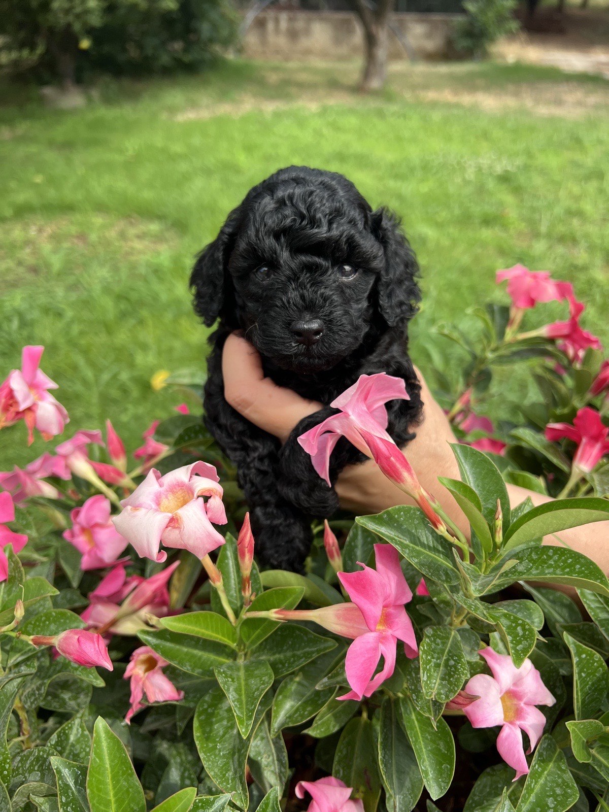 Cucciolo di barboncino toy nero tra i fiori rosa