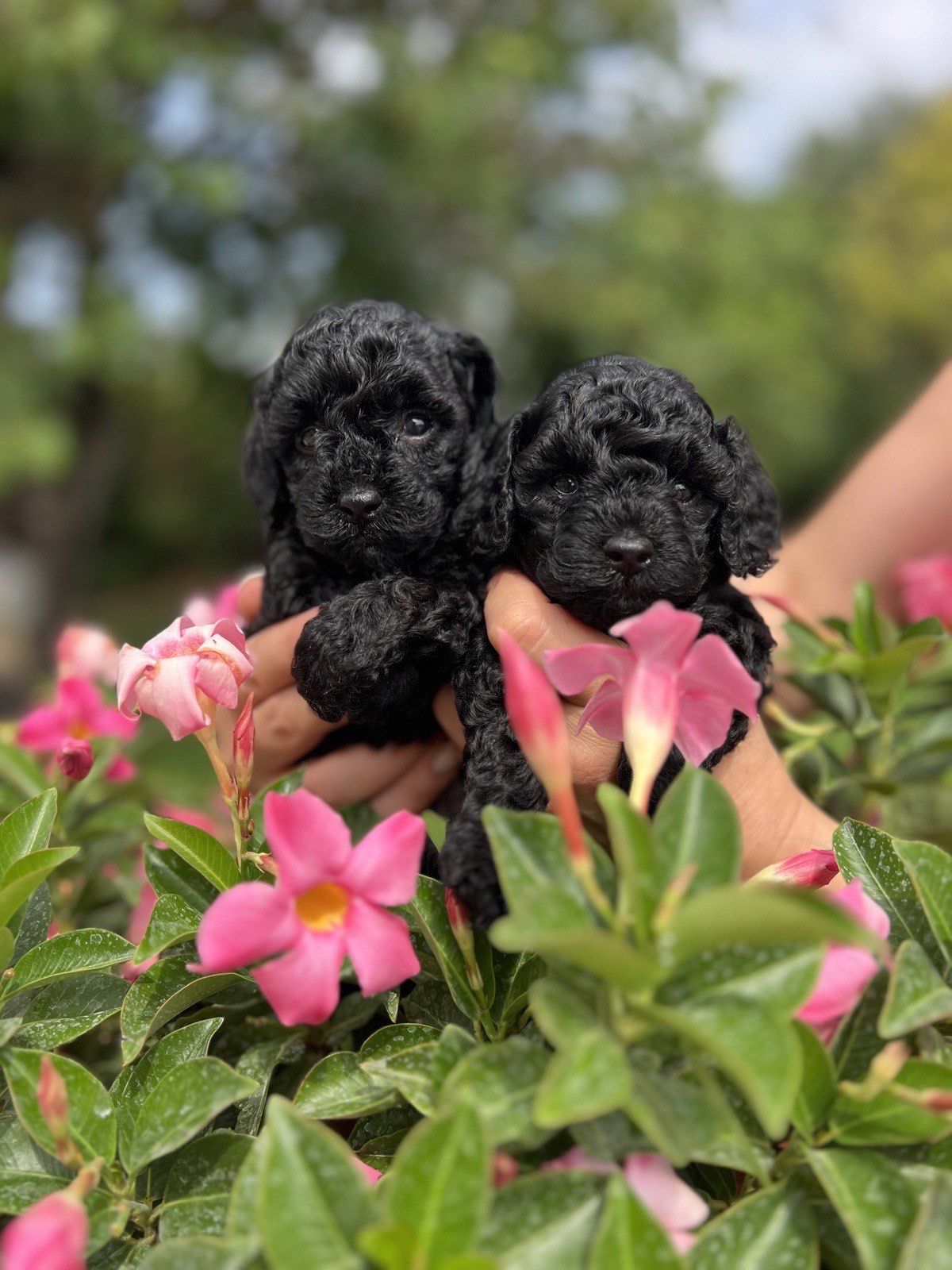 Due cuccioli di barboncino toy neri tenuti in mano tra i fiori