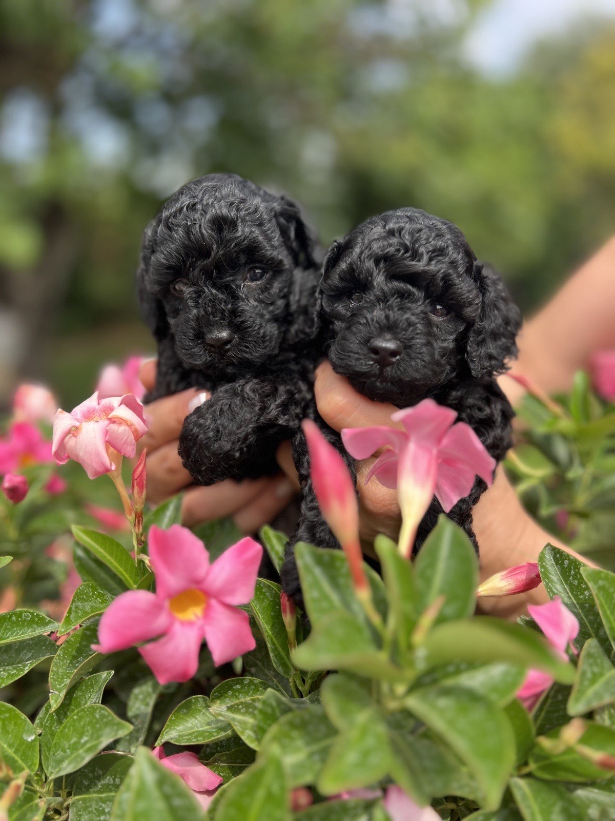Due cuccioli di barboncino toy neri tra i fiori rosa