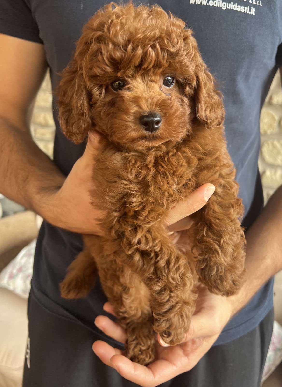 Cucciolo di barboncino toy fulvo tenuto in mano