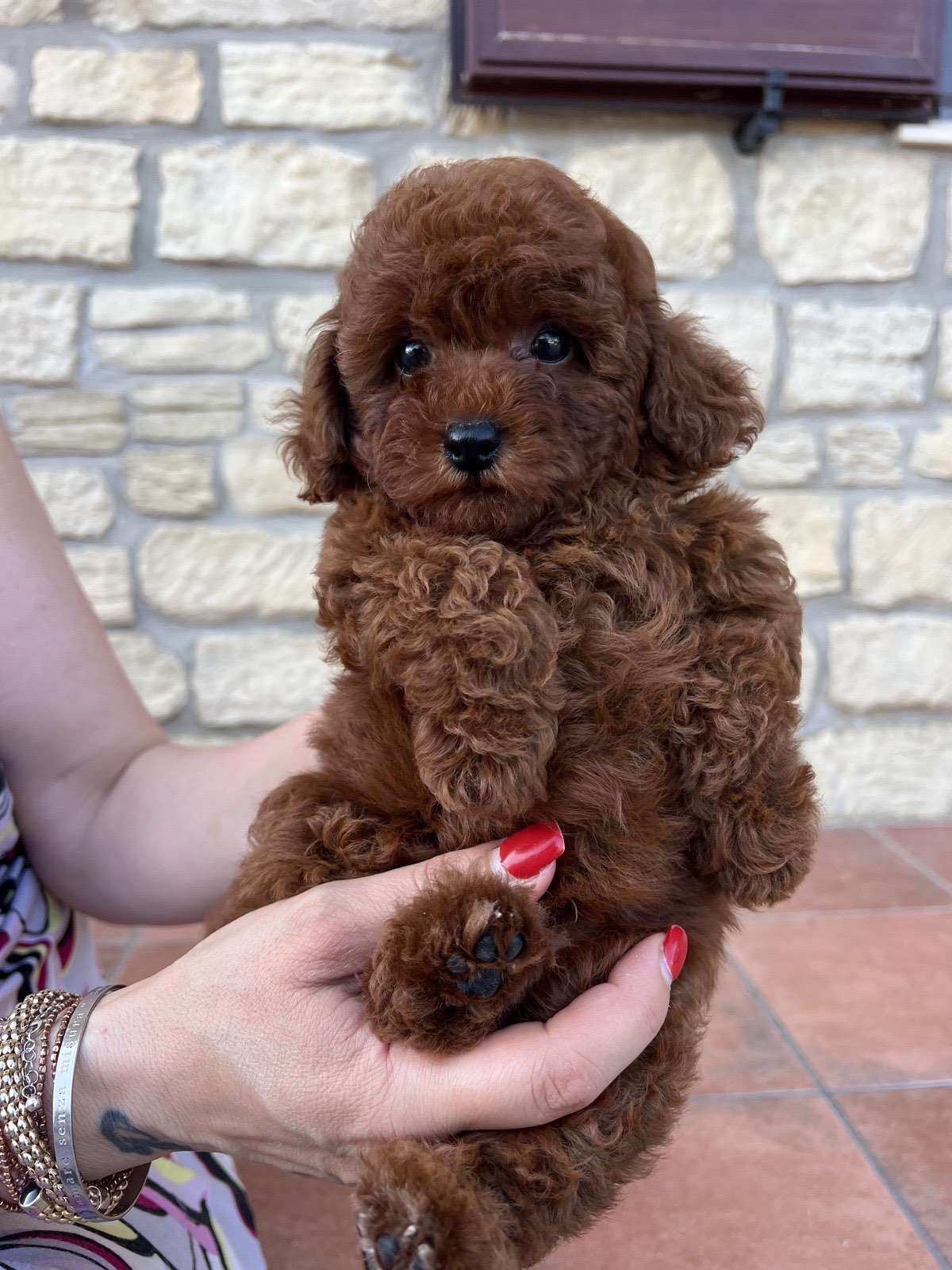 Cucciolo di barboncino toy fulvo
