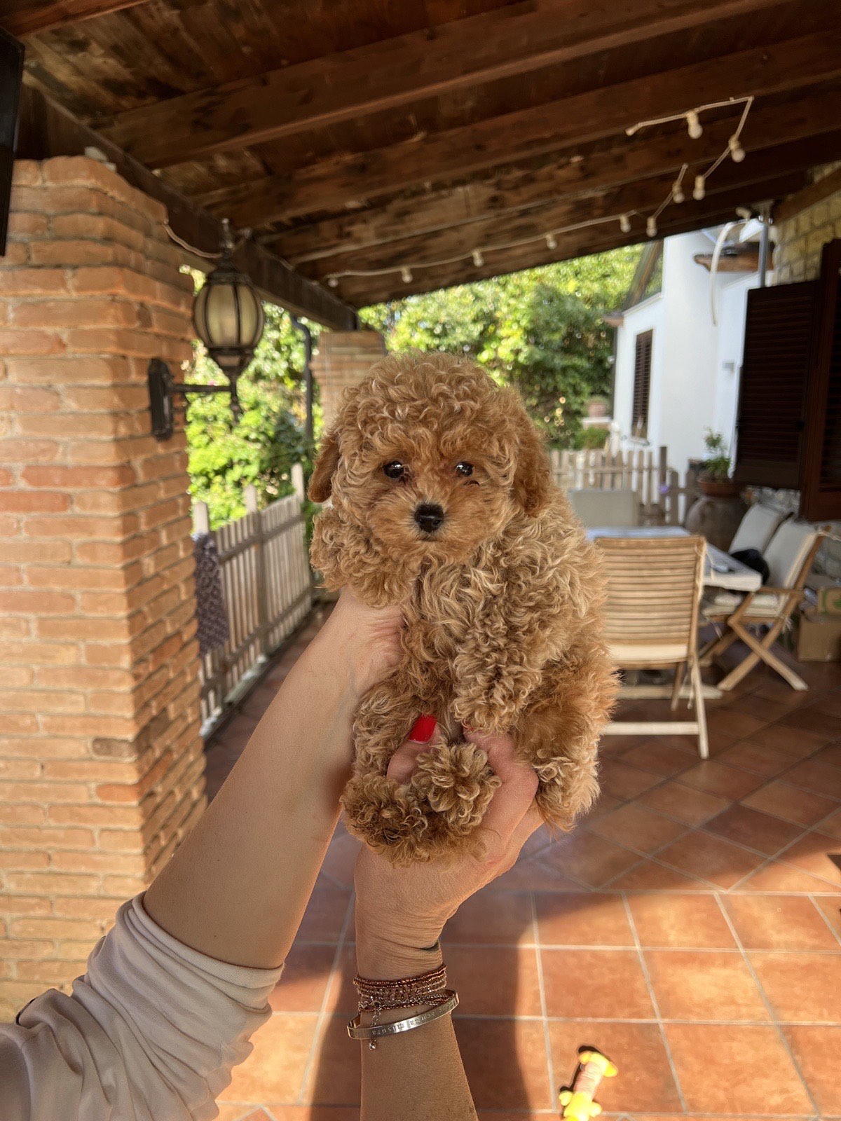Cucciolo di barboncino toy fulvo