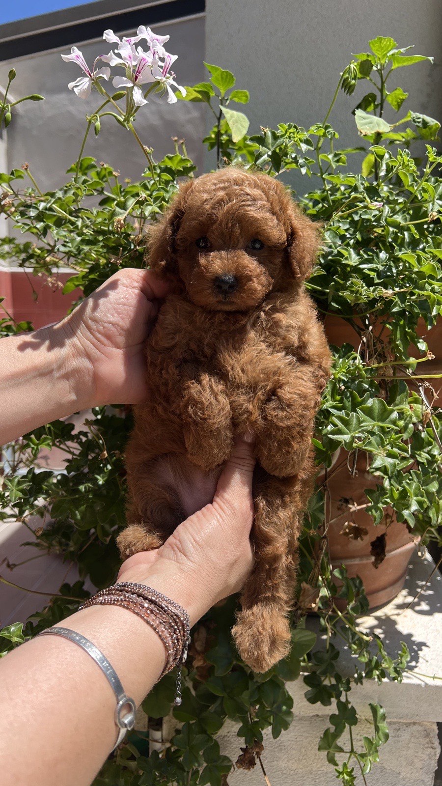 Cucciolo di barboncino toy in giardino