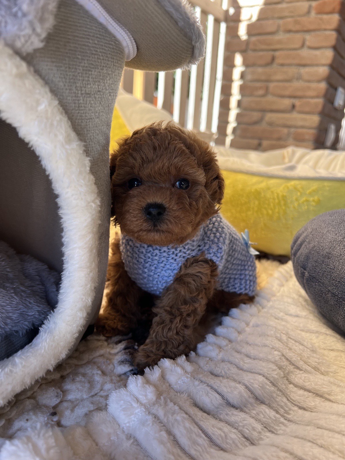 Cucciolo di barboncino toy con maglioncino blu