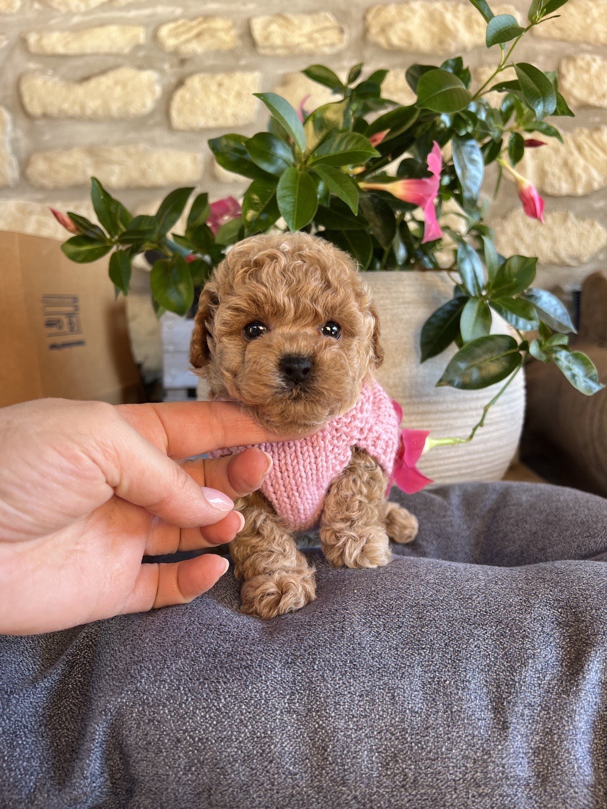 Cucciolo di barboncino toy con maglioncino rosa