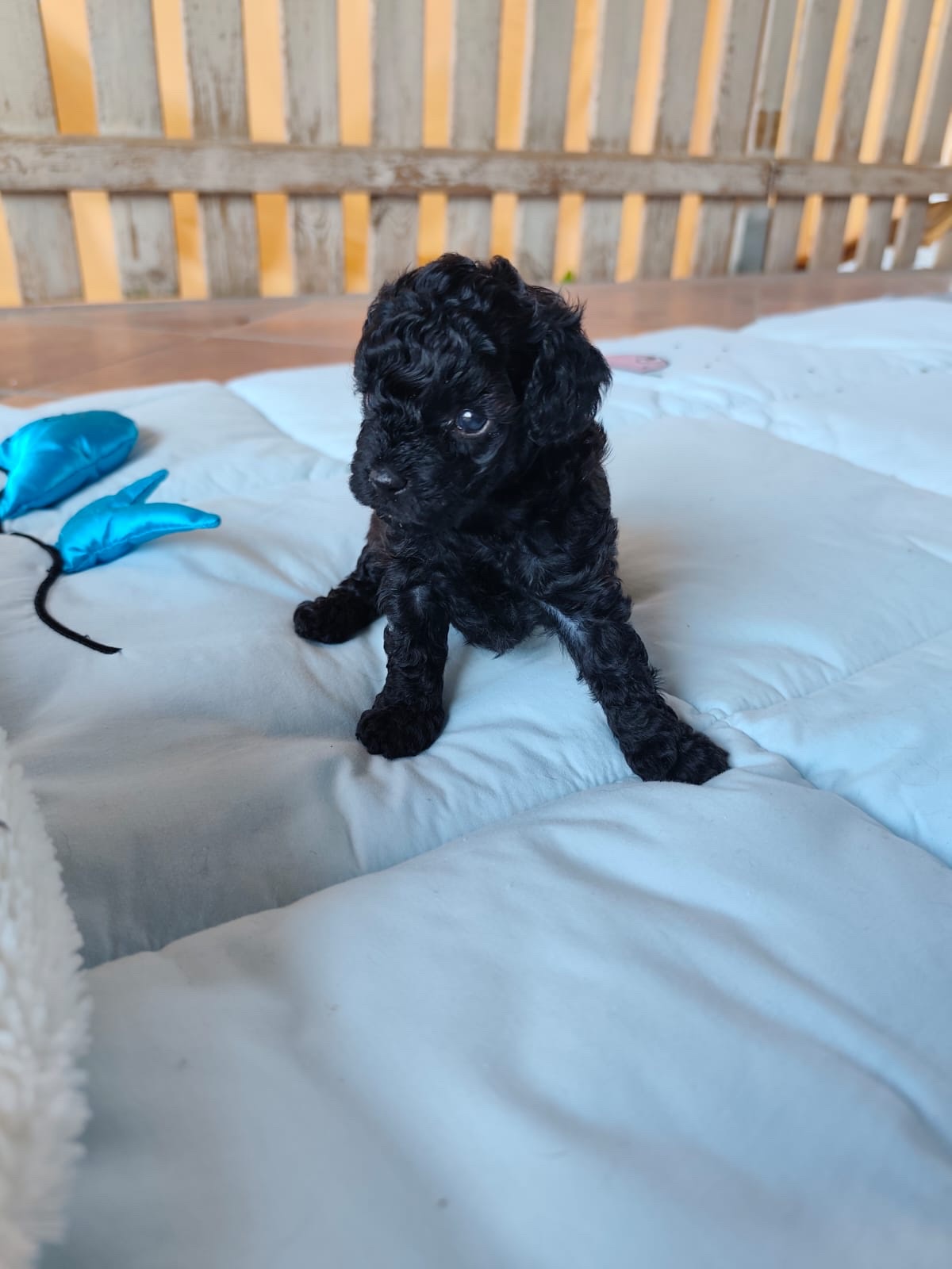 Cucciolo di barboncino toy nero nella cuccia