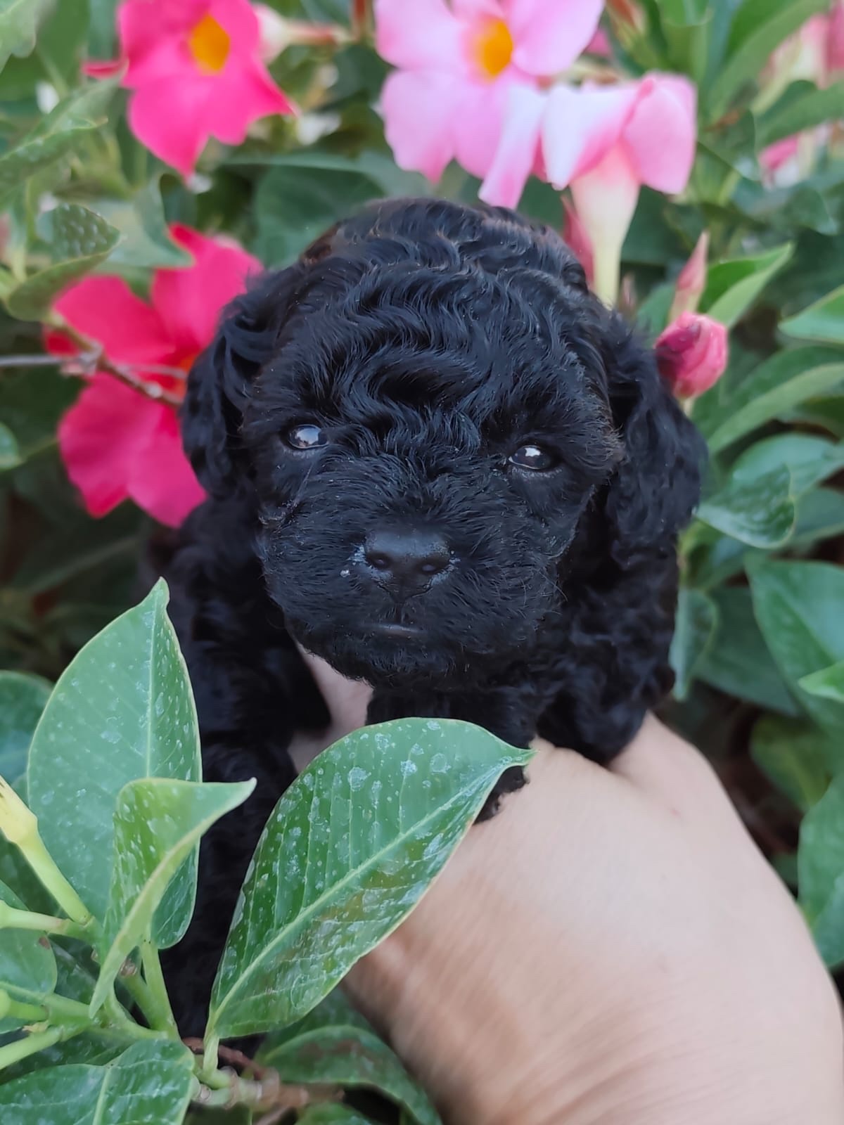 Cucciolo di barboncino toy nero tra i fiori