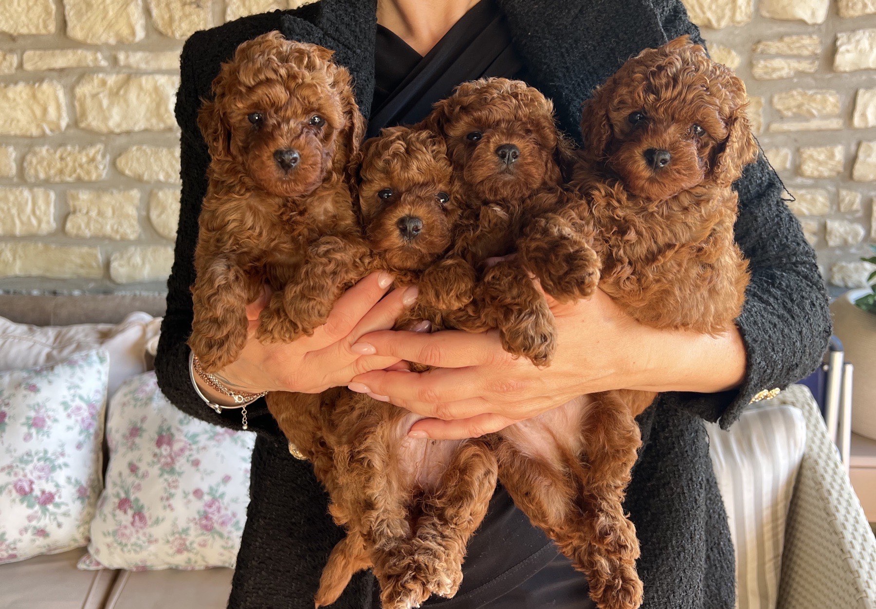 Cuccioli di barboncino toy