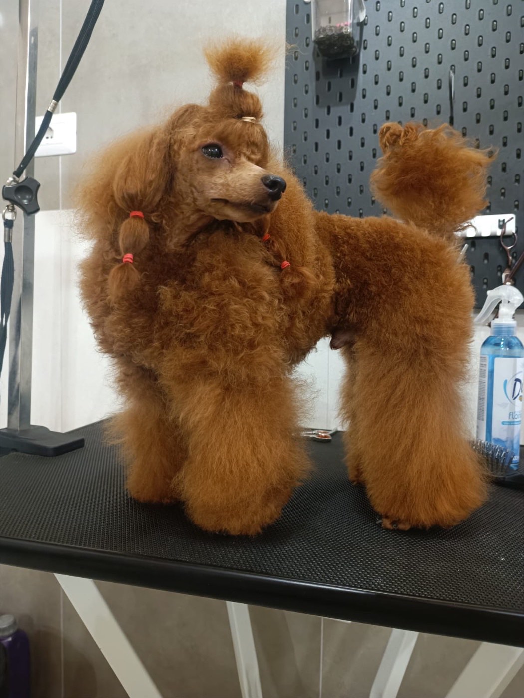 Eros, barboncino toy fulvo, Campione Italiano