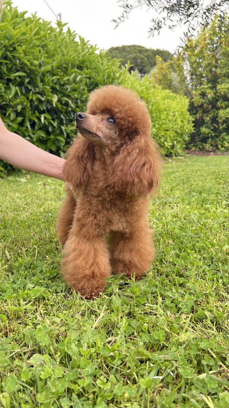 Iris, barboncina toy fulvo, riproduttrice 74 Poodles