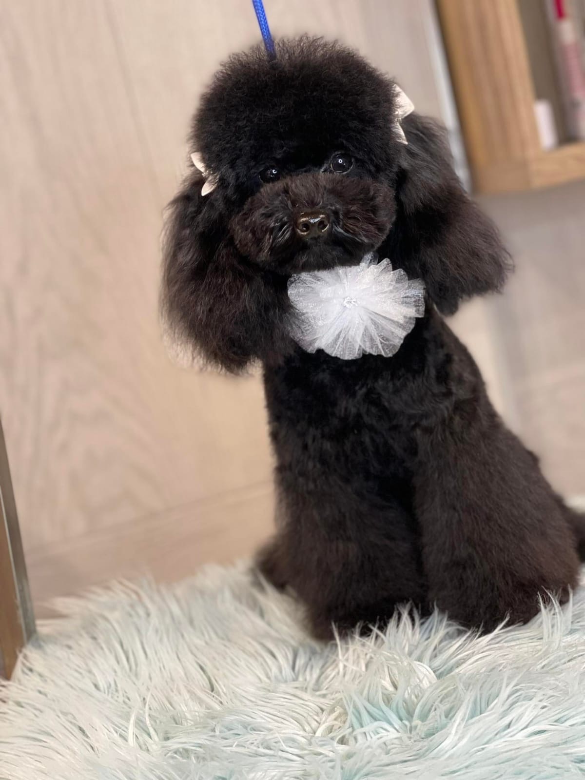 Matilde, barboncino toy nero riproduttrice 74 Poodles